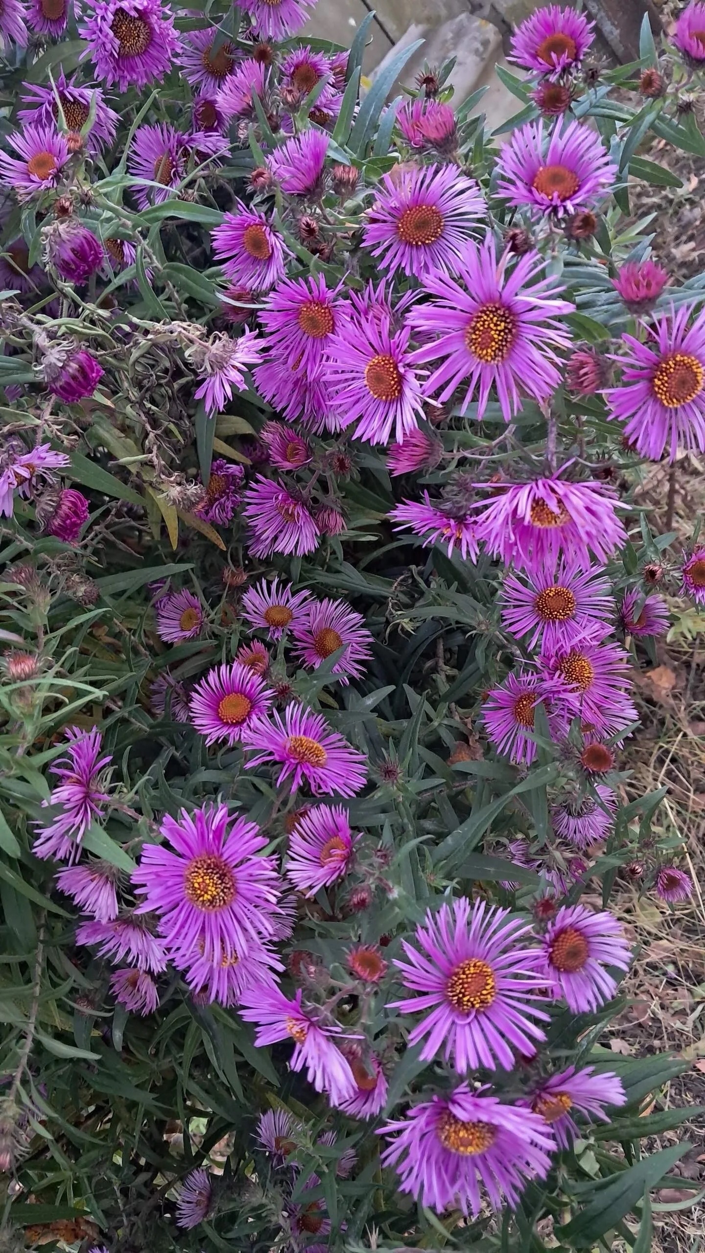 Проект брянской газеты «Красногорская жизнь» «Фотографируют наши читатели»