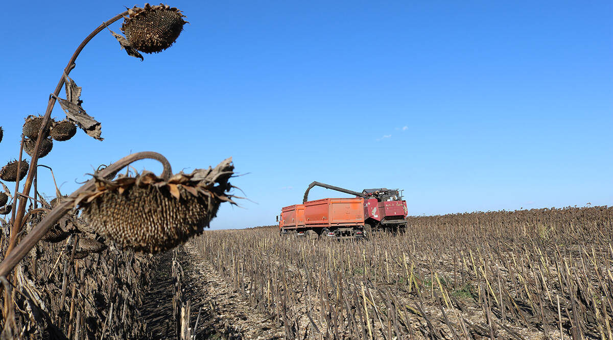 В Комаричском районе Брянщины  убирают подсолнечник