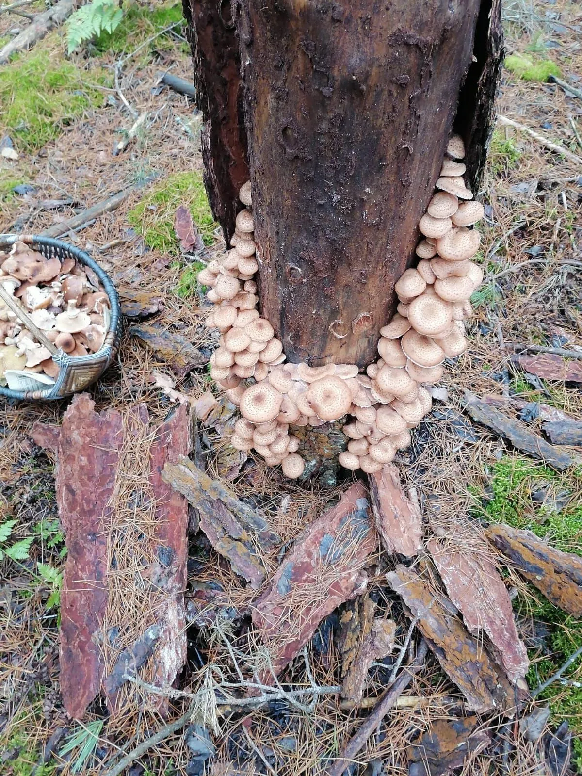 Проект брянской газеты «Красногорская жизнь» «Фотографируют наши читатели»