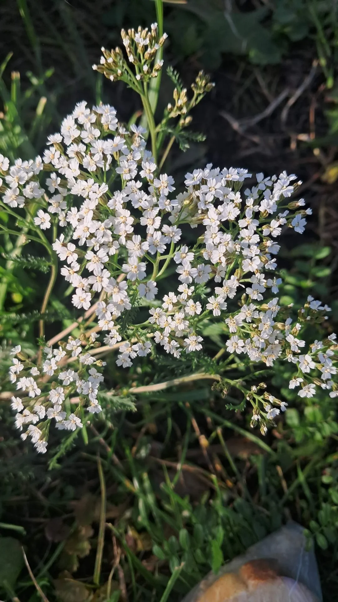Проект брянской газеты «Красногорская жизнь» «Фотографируют наши читатели»