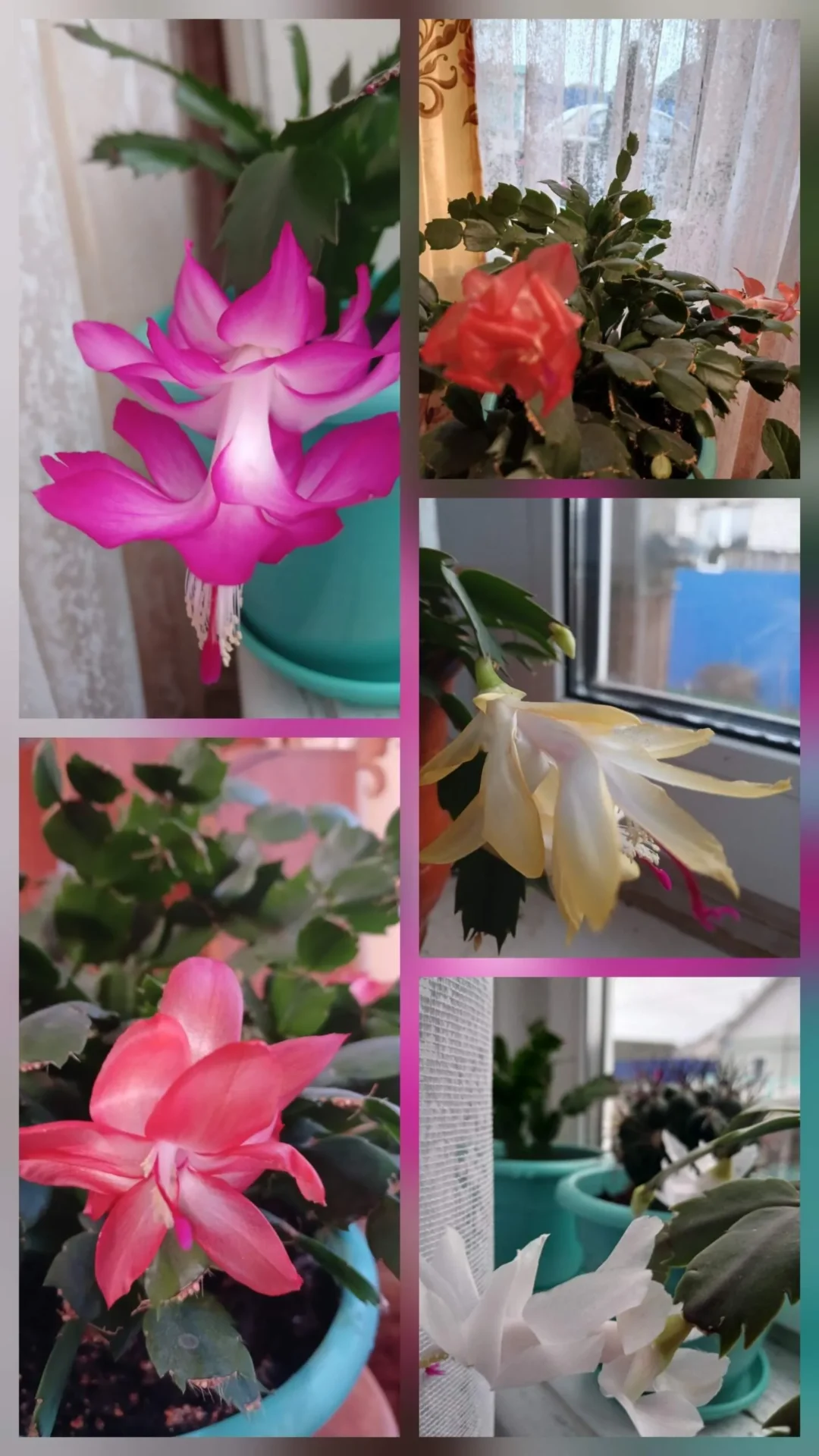 Проект брянской газеты «Красногорская жизнь» «Фотографируют наши читатели!»