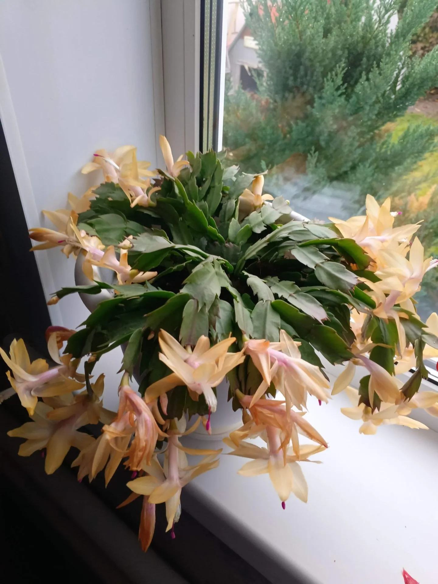 Проект брянской газеты «Красногорская жизнь» «Фотографируют наши читатели!»