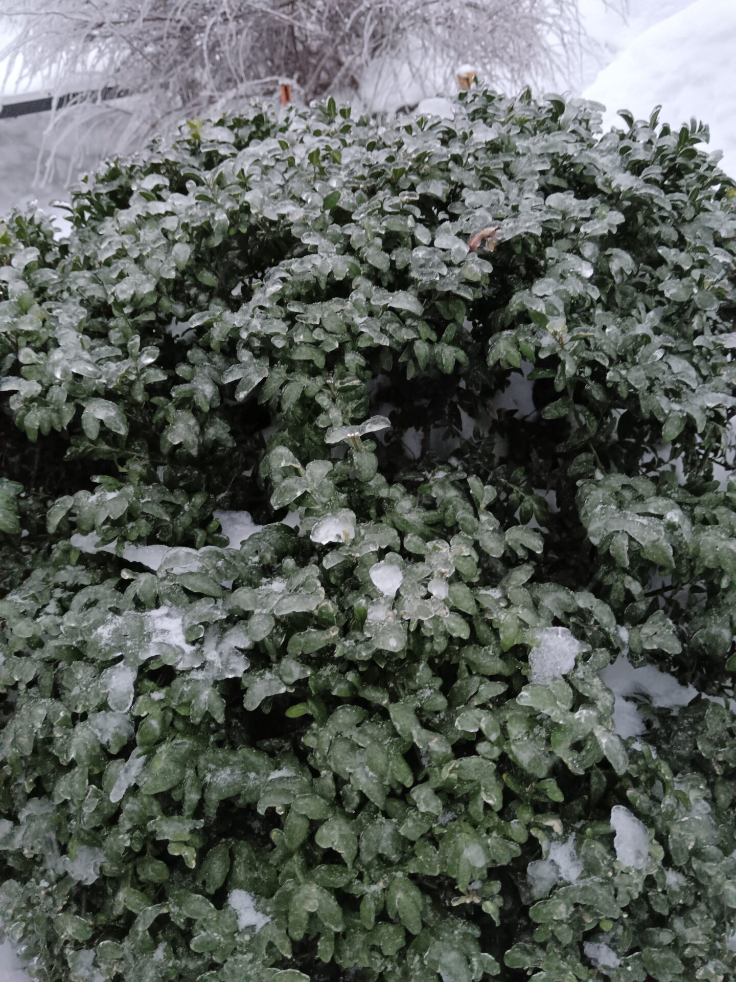 Проект брянской газеты «Красногорская жизнь» «Фотографируют наши читатели»