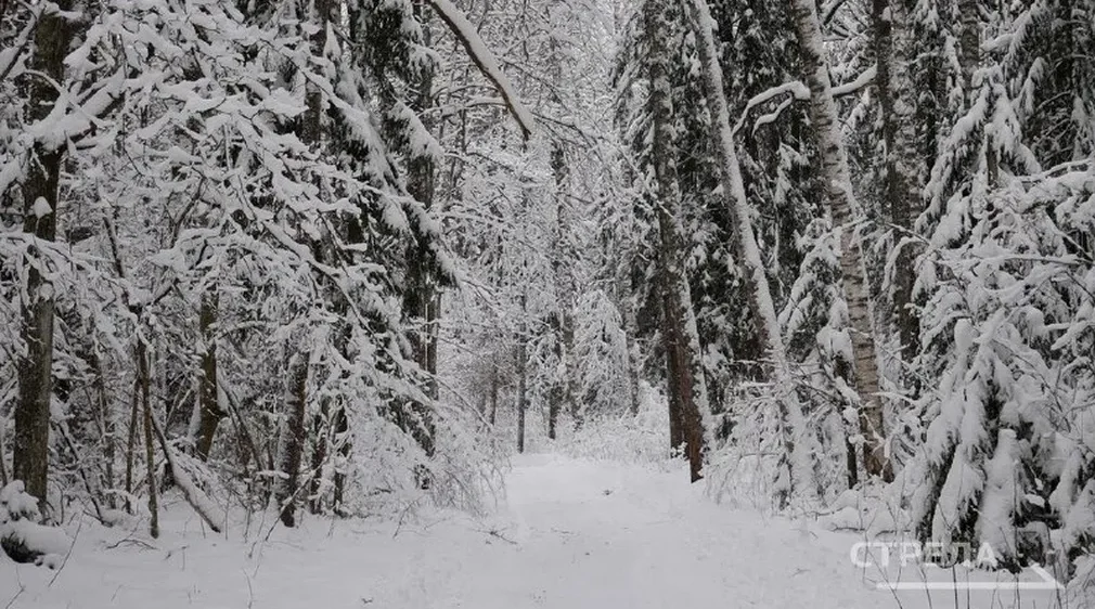 Глава региона обратился к брянцам в связи со сложными погодными условиями