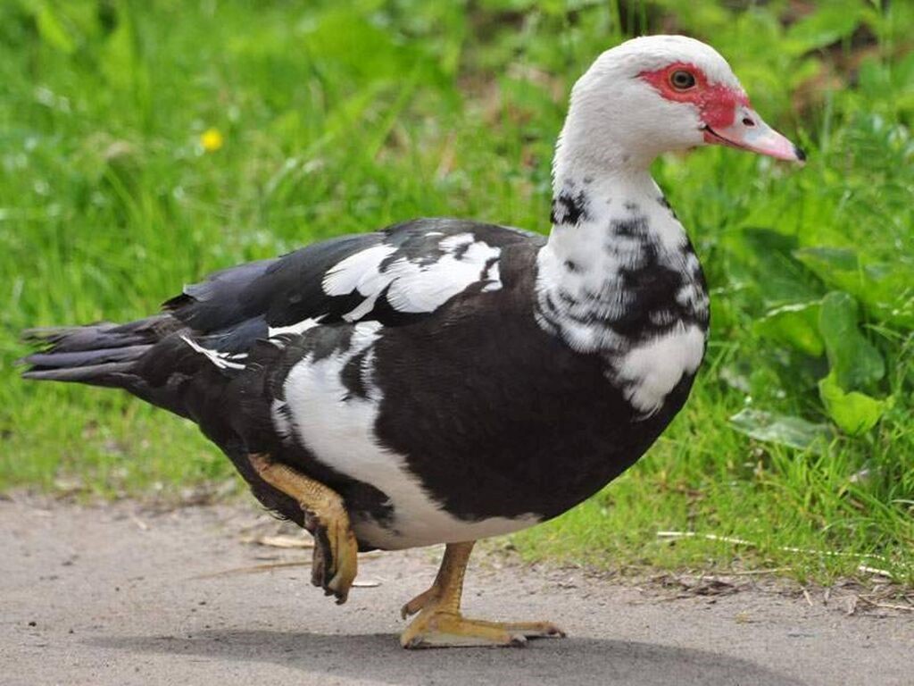 Красногорская райветстанция Брянщины информирует