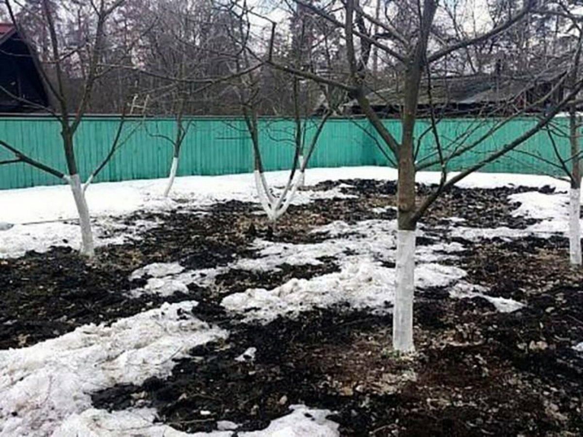 Для садоводов и огородников брянской Красногорщины
