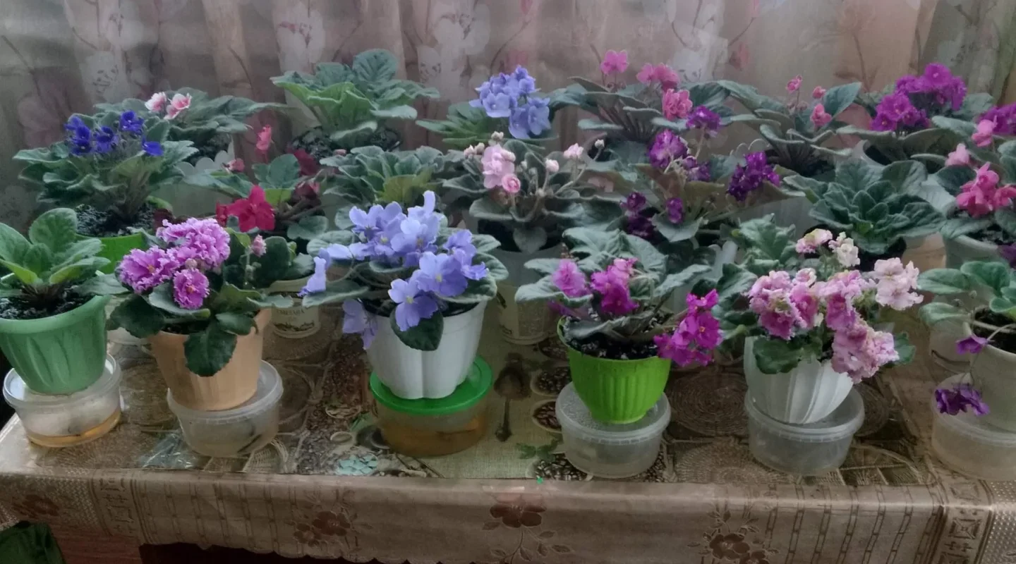 Проект брянской газеты «Красногорская жизнь» «Фотографируют наши читатели»