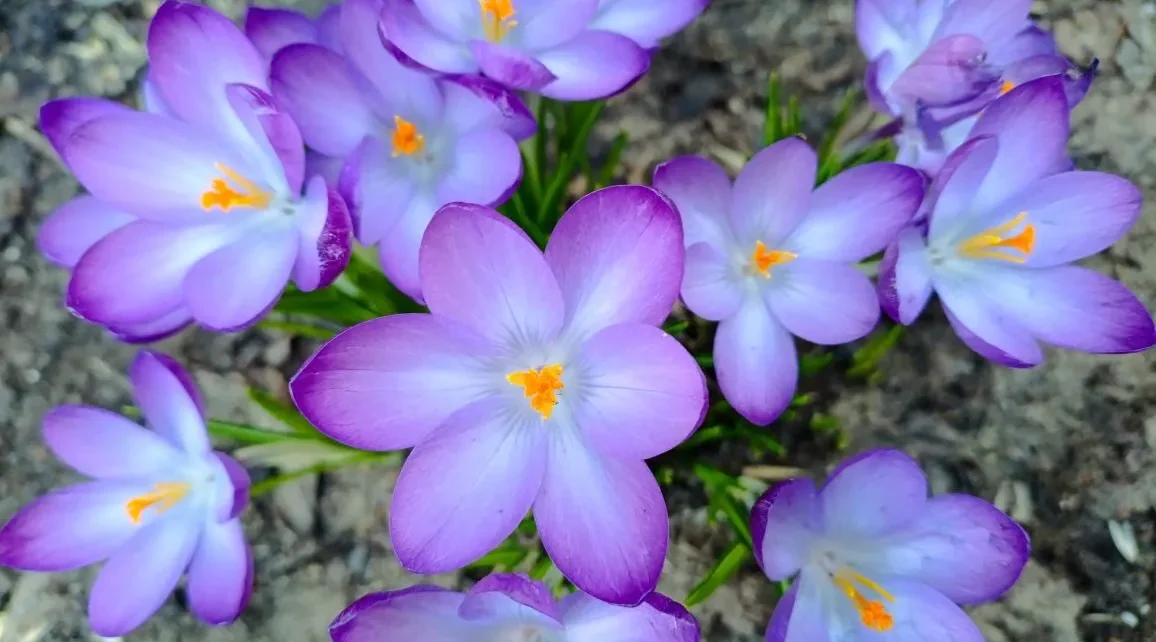 Проект брянской газеты «Красногорская жизнь» «Фотографируют наши читатели»