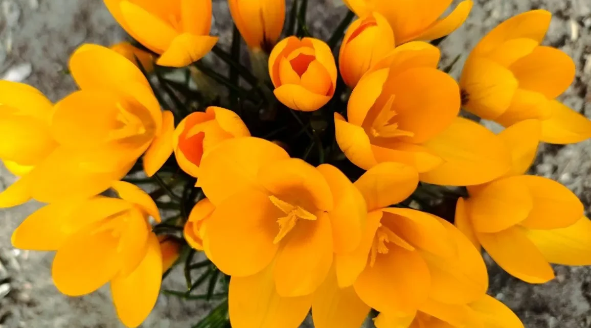 Проект брянской газеты «Красногорская жизнь» «Фотографируют наши читатели»