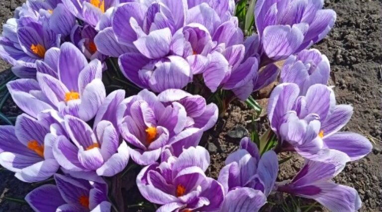 Проект брянской газеты «Красногорская жизнь» «Фотографируют наши читатели»