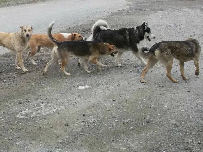 В Красногорском районе Брянщины начинается отлов безнадзорных собак, владельцев просим быть внимательнее