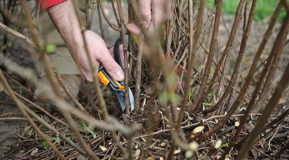 Для садоводов и огородников брянской Красногорщины