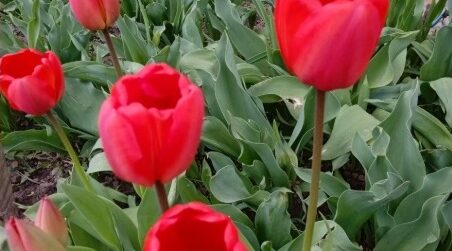 Проект брянской газеты «Красногорская жизнь» «Фотографируют наши читатели»