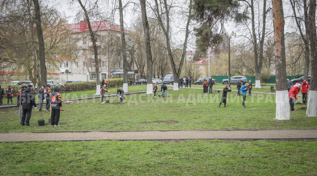 В Брянске в сквере Памяти трагедии в Чернобыле высадили 15 кленов