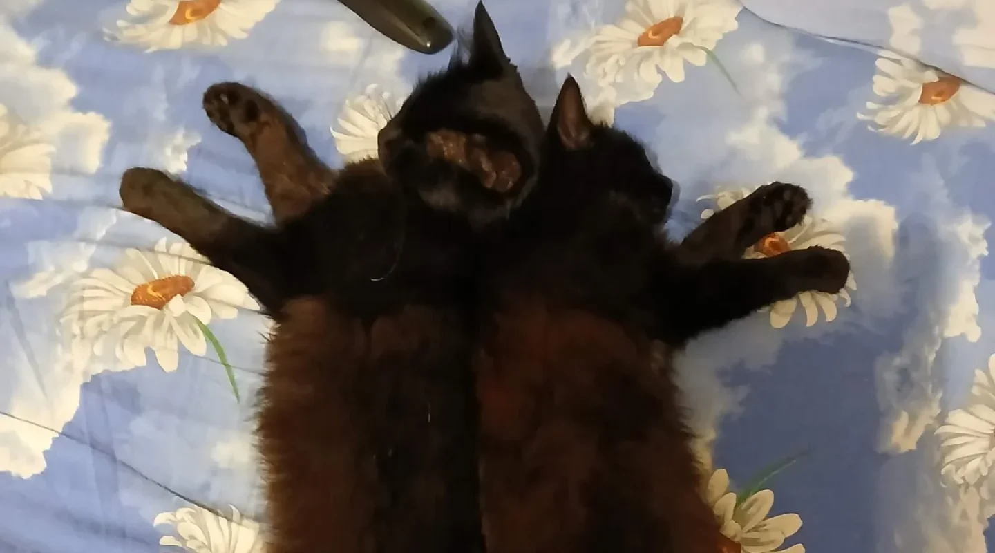 Проект брянской газеты «Красногорская жизнь» «Фотографируют наши читатели»