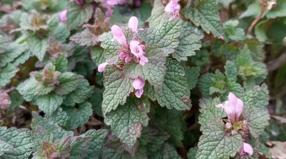 Проект брянской газеты «Красногорская жизнь» «Фотографируют наши читатели»