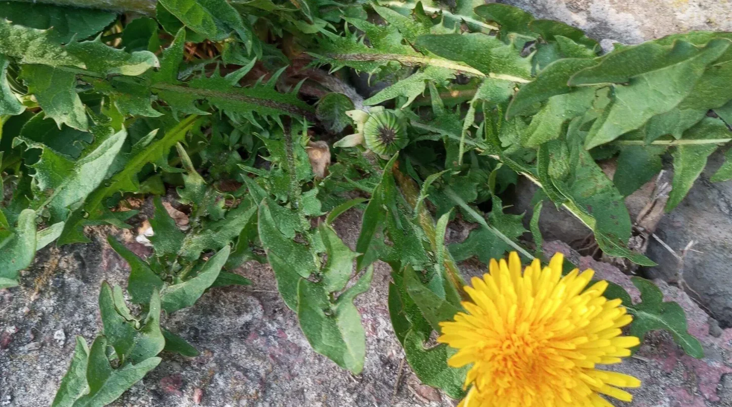 Проект брянской газеты «Красногорская жизнь» «Фотографируют наши читатели»