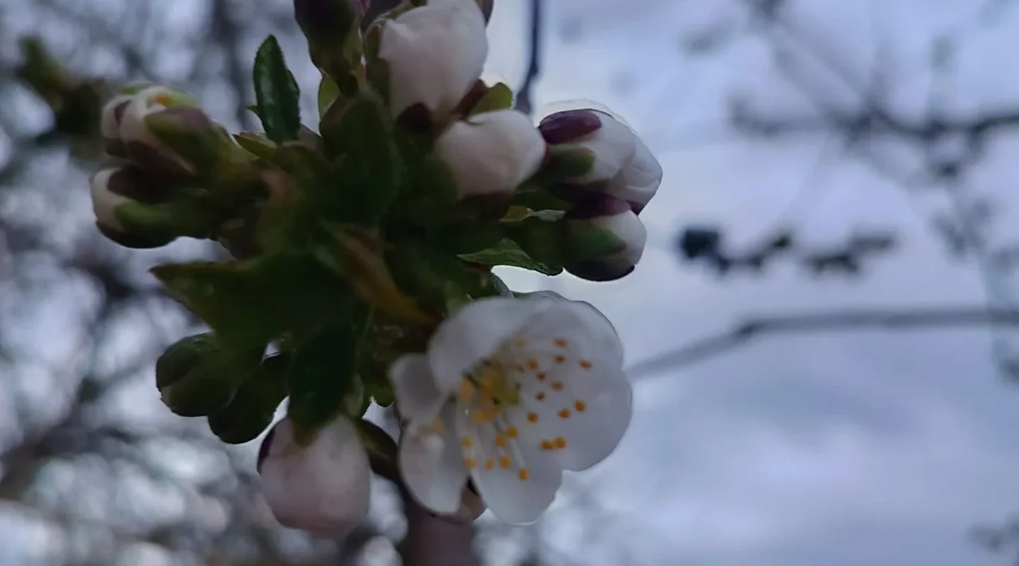 Проект брянской газеты «Красногорская жизнь» «Фотографируют наши читатели»