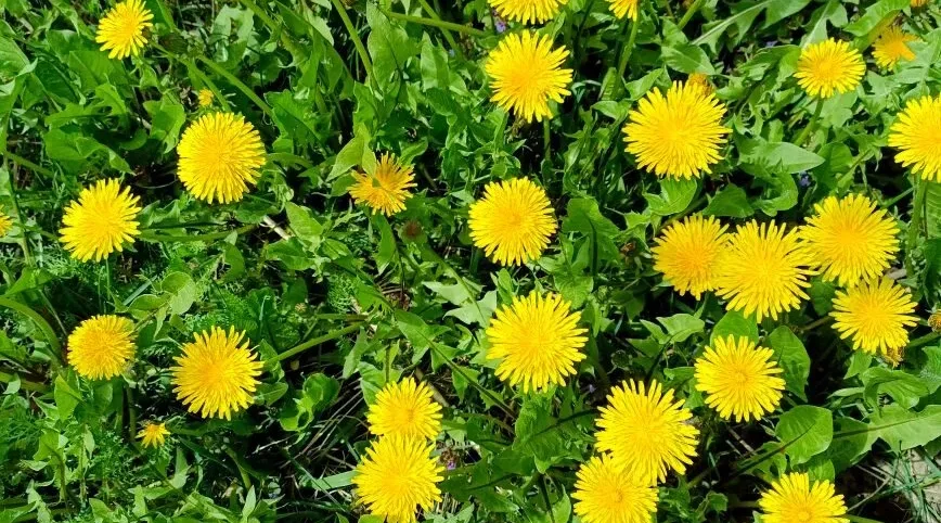 Проект брянской газеты «Красногорская жизнь» «Фотографируют наши читатели»