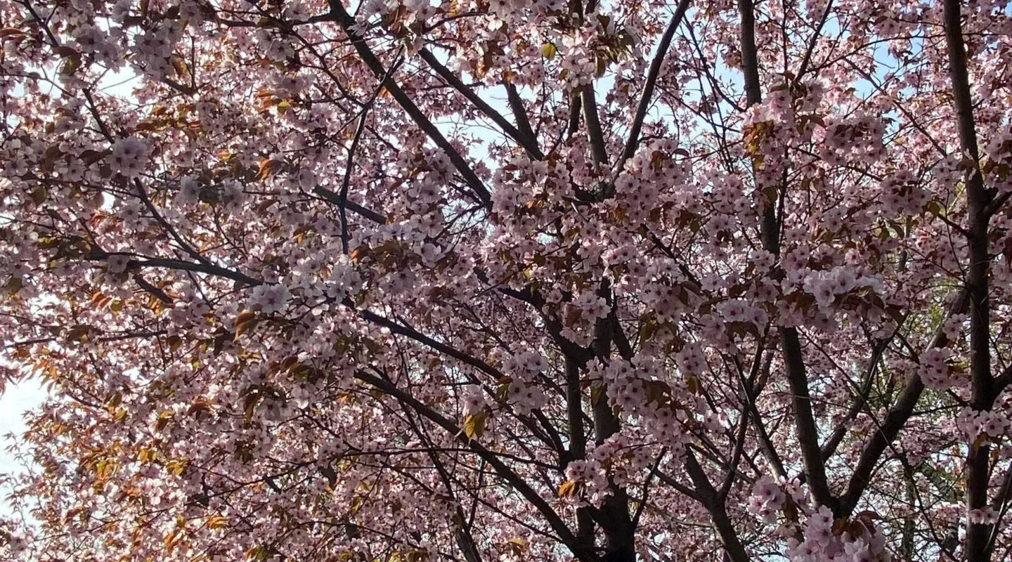 Проект брянской газеты «Красногорская жизнь» «Фотографируют наши читатели»