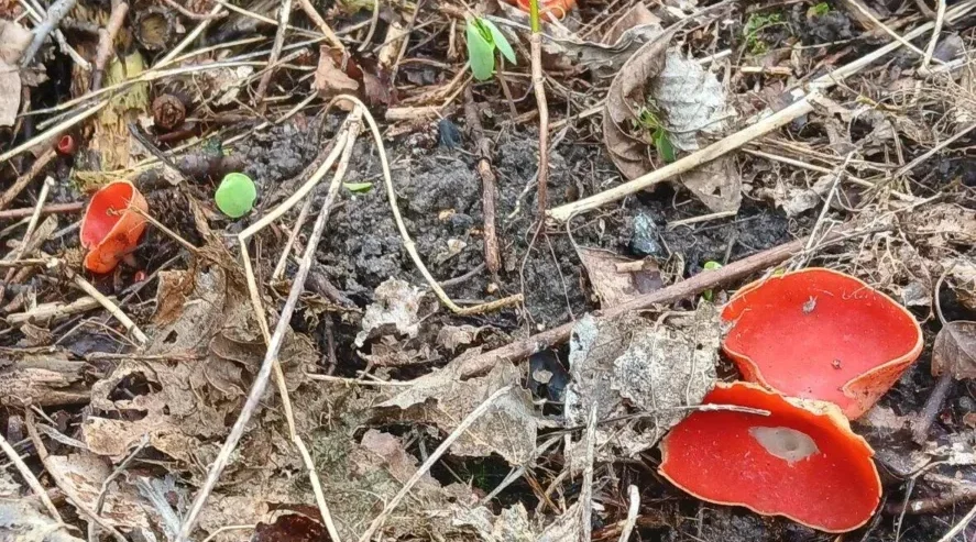 Проект брянской газеты «Красногорская жизнь» «Фотографируют наши читатели»